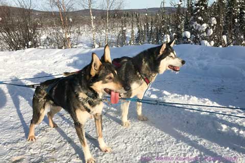 雪の上を歩いている犬

中程度の精度で自動的に生成された説明